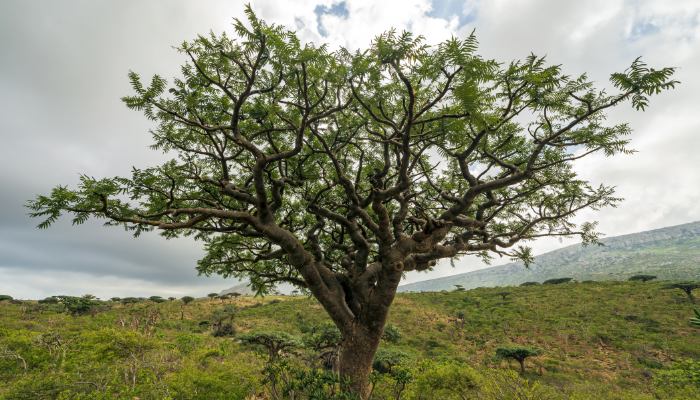 arbre boswellia serrata